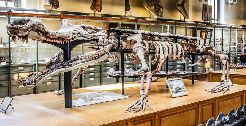 File:Museum of Natural History Sarcosuchus.jpg