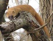 Brown mustelid on a tree