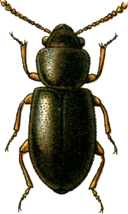 Myrmecoxenus picinus Jacobson.png