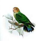 Drawing of green parrot with orange head and black and blue tail tips
