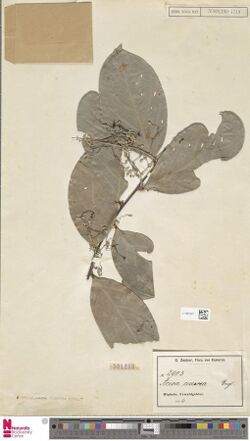 Naturalis Biodiversity Center - L.1887527 - Dactyladenia cinerea (Engl. ex De Wild.) Prance and F.White - Chrysobalanaceae - Plant type specimen.jpeg
