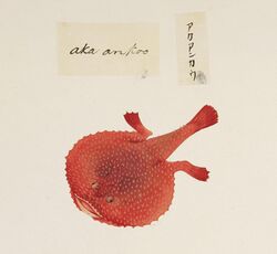 Naturalis Biodiversity Center - RMNH.ART.537 - Halieutaea stellata - Kawahara Keiga - Siebold Collection.jpg