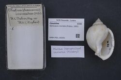 Naturalis Biodiversity Center - RMNH.MOL.192001 - Semicassis inornata (Pilsbry, 1895) - Cassidae - Mollusc shell.jpeg