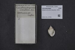Naturalis Biodiversity Center - RMNH.MOL.217802 - Scalptia articularis (Sowerby, 1832) - Cancellariidae - Mollusc shell.jpeg