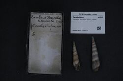 Naturalis Biodiversity Center - RMNH.MOL.226518 - Impages anomala (Gray, 1834) - Terebridae - Mollusc shell.jpeg