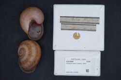 Naturalis Biodiversity Center - RMNH.MOL.274209 1 - Oligospira waltoni (Reeve, 1842) - Acavidae - Mollusc shell.jpeg