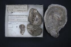 Naturalis Biodiversity Center - RMNH.MOL.319608 - Crassostrea bilineata (Röding, 1798) - Ostreidae - Mollusc shell.jpeg