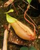 Nepenthes chang rosette cropped.jpg