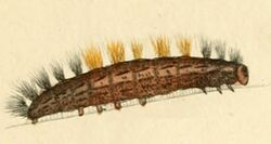 Ocnogyna corsicum larva.jpg