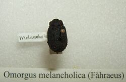 Omorgus melancholica sjh.jpg