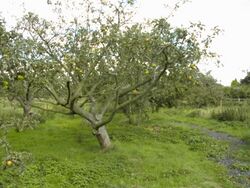Orchard3.jpg