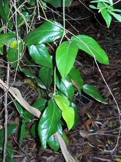 Pararistolochia praevenosa Aristolochia praevenosa.jpg