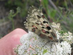 Parnassius nomion nomion one 01.jpg