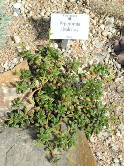 Peperomia nivalis - Botanischer Garten München-Nymphenburg - DSC08109.JPG