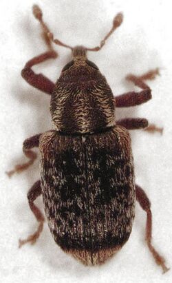 Peristoreus flavitarsis (Broun, 1880).jpg