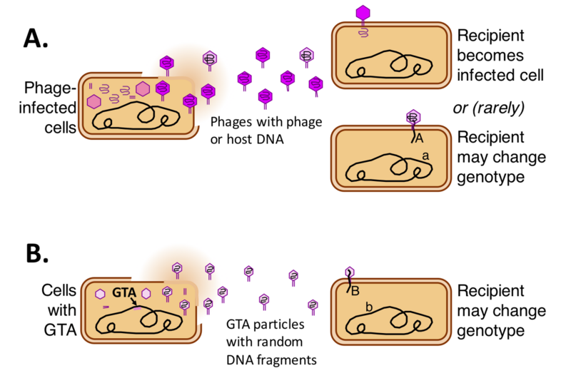 File:Phage and GTA.png
