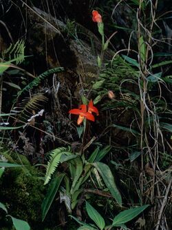 Phragmipedium besseae (1).jpg