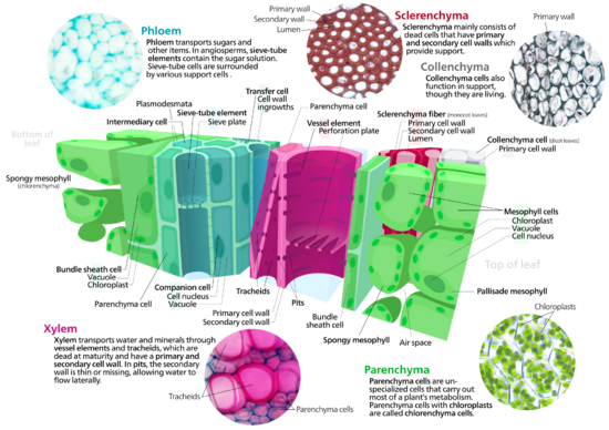 Cross section of a leaf showing various plant cell types