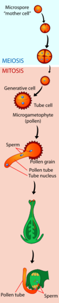 File:Pollen Tube.svg
