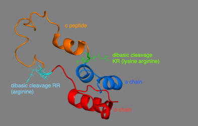 3D Model of proinsulin - A chain is in blue, b chain in red, c peptide in orange. The dibasic cleavage for c peptide and a chain is in green KR (lysine and arginine), the one for c peptide and b chain is in cyan RR (arginine).