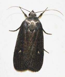 Proxenus miranda – Miranda Moth (14443151658).jpg