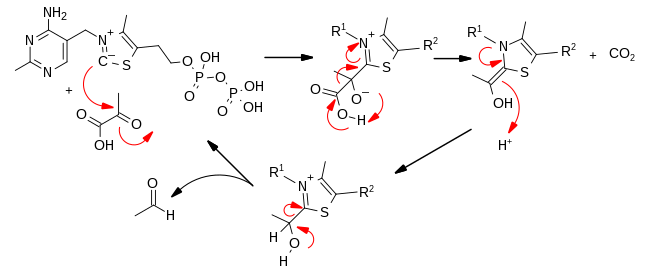 Pyruvate decarboxylase mechanism.svg