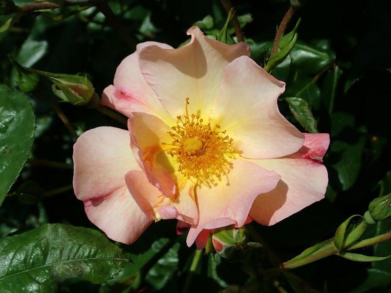 File:Rosa Pretty Sunrise 2019-06-04 4718.jpg