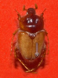 Scarabaeidae - Pachypus caesus.JPG