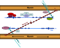 Schematic-representation-of-the-M-band-cytoskeleton-comprising-titin-myomesin-and.png