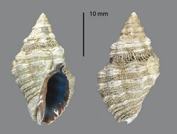 Semiricinula muricoides (MNHN-IM-2009-2814).jpeg