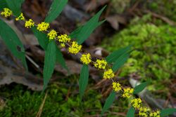 Solidago caesia Arkansas.jpg