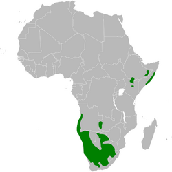 Spizocorys distribution map.png