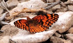 Spring Mountains acastus checkerspot Butterfly.jpg