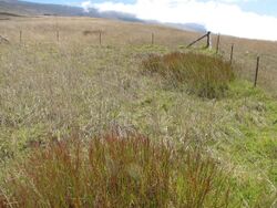 Starr-110920-9196-Hemarthria altissima-habit in experiment grass exclosure in pasture-Crater Rd Kula-Maui (25087500496).jpg