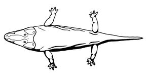 Stenotosaurus stantonensis.jpg
