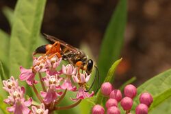 Swamp Milkweed Asclepias incarnata Insect Feeding 3008px.jpg