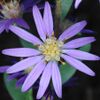 S. concolor: Photo of flower head of Symphyotrichum concolor taken 24 October 2011 in Montgomery County, North Carolina, US.