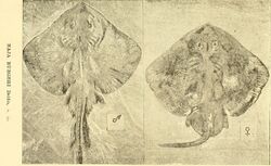 Sympterygia lima Raja buergeri DELFIN, 1902.jpg