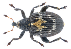 Tachyerges salicis (Linné, 1758) (11775877996).png