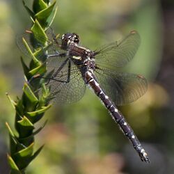 Tasmanian Swamp Tigertail, Synthemis tasmanica, female.jpg