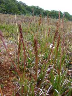 Tetroncium magellanicum (Juncaginaceae) (30454484358).jpg