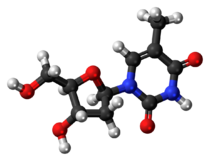 Ball-and-stick model of the thymidine molecule
