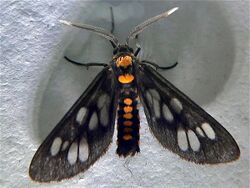 Tiger Moth (Eressa confinis) (6967014974).jpg