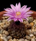 Turbinicarpus valdezianus 600 2.jpg