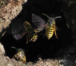 Vespula vulgaris I.jpg