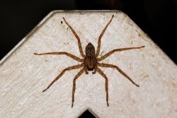 Wall crab spider (Selenops insularis) female.jpg