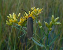Yellow-collared Scape Moth.jpg