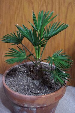 Young trachycarpus wagnerianus.jpg