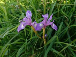 Wild Iris in Behbahan