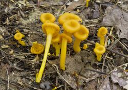 2011-07-13 Hygrocybe nitida 71501.jpg